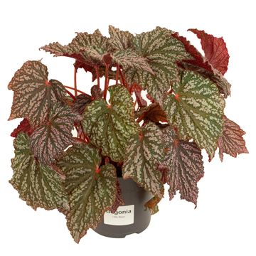 Begonia LUNAR LIGHTS LITTLE MOON