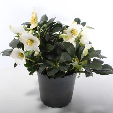 Helleborus niger HGC WINTERGOLD