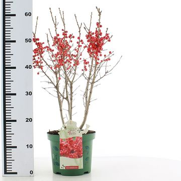 Ilex verticillata 'Jingle Bells'