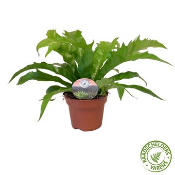 Asplenium antiquum GIOIA