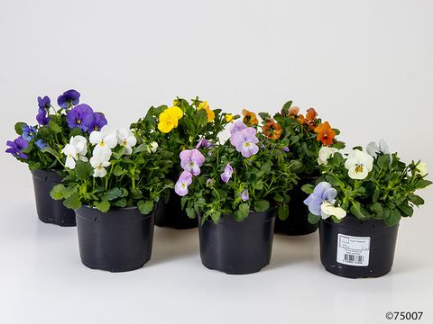 Viola CORNUTA MIX