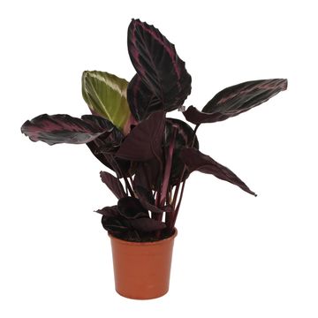 Calathea roseopicta SURPRISESTAR