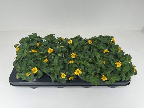 Sanvitalia 'Talya Great Yellow'
