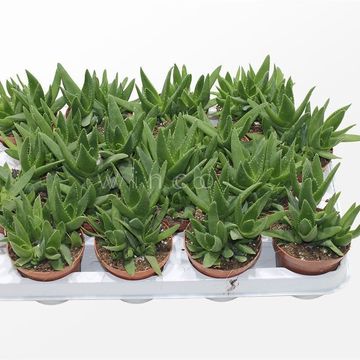 Aloe mitriformis 'Levis'