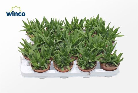 Aloe mitriformis 'Levis'