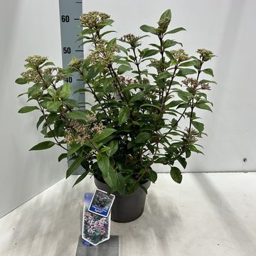 Viburnum tinus SPIRIT