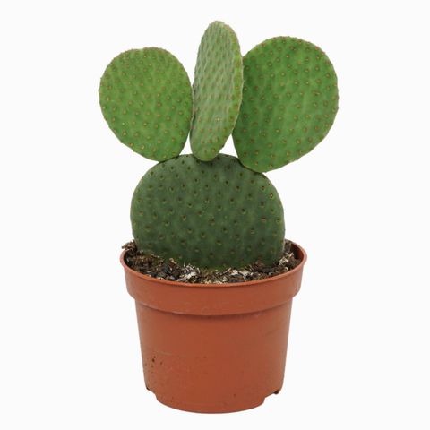 Opuntia microdasys inermis