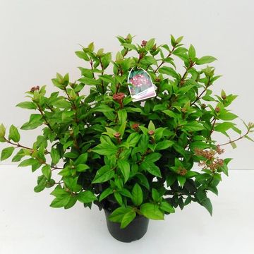 Viburnum tinus 'Ladybird'