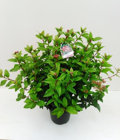 Viburnum tinus 'Ladybird'