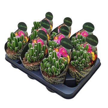 Cereus repandus inermis