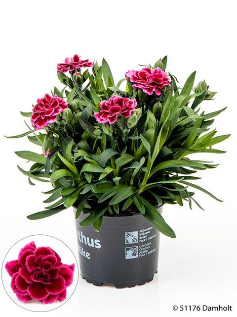 Dianthus OSCAR VIOLET AND PINK