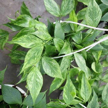 Hoya polyneura 'Splash'