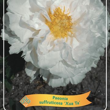 Paeonia suffruticosa 'Xue Ta'