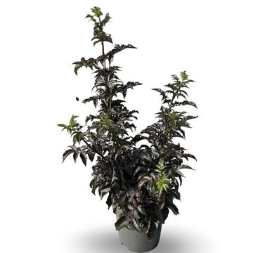 Sambucus nigra BLACK TOWER