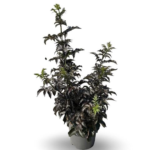 Sambucus nigra BLACK TOWER