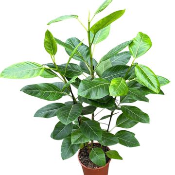 Ficus benghalensis 'Variegata'