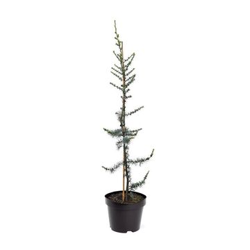 Cedrus libani 'Glauca'