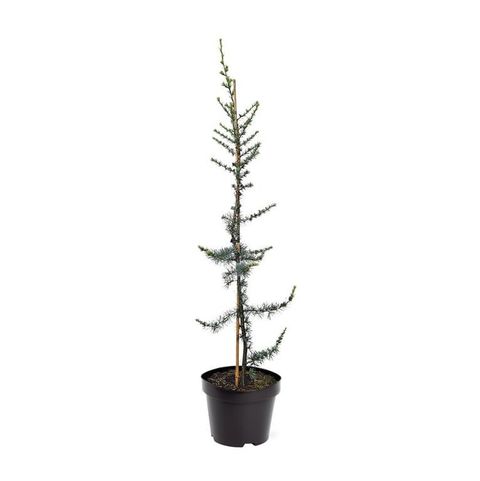 Cedrus libani 'Glauca'