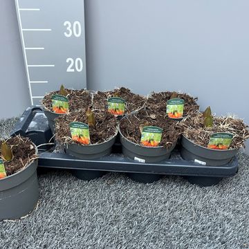 Fritillaria imperialis 'Orange Beauty'