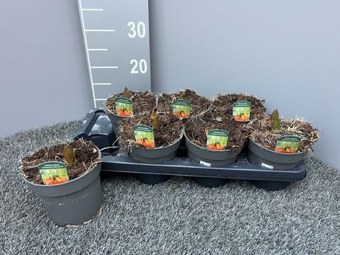 Fritillaria imperialis 'Orange Beauty'