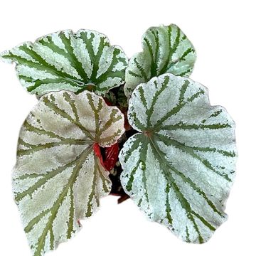 Begonia 'Looking Glass'