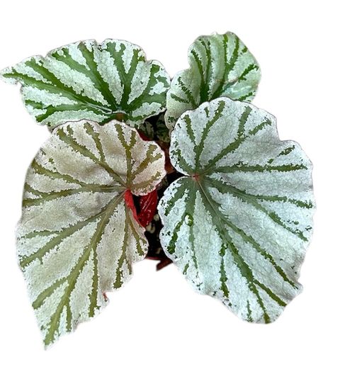 Begonia 'Looking Glass'
