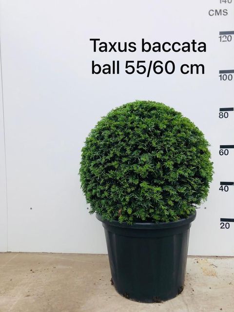Taxus baccata