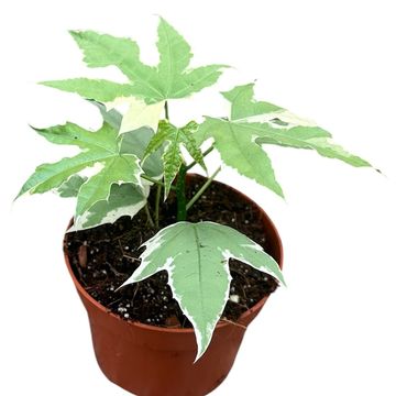 Cnidoscolus aconitifolius 'Variegata'