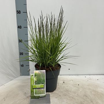 Molinia caerulea 'Torch'