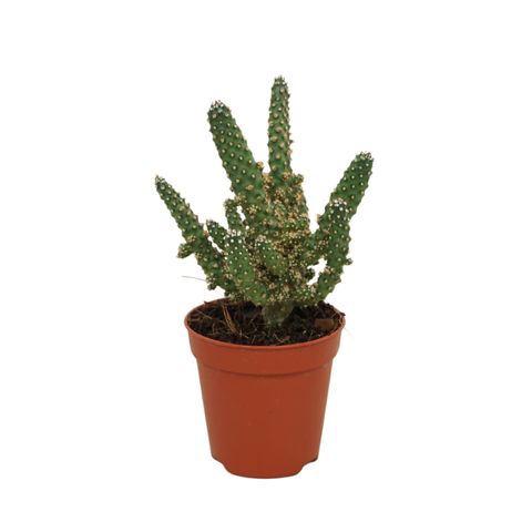 Opuntia tuna cristata