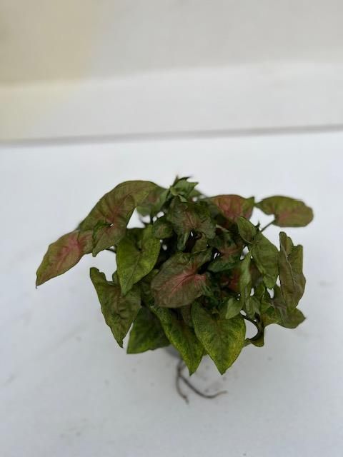 Syngonium podophyllum 'Christmas'