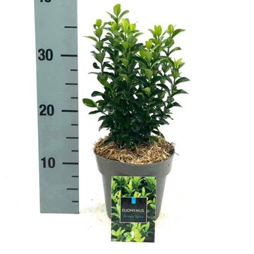 Euonymus japonicus 'Green Spire'