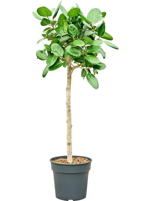 Ficus benghalensis 'Audrey'