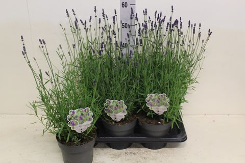 Lavandula angustifolia 'Hidcote'