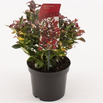 Leucothoe 'Zeblid'