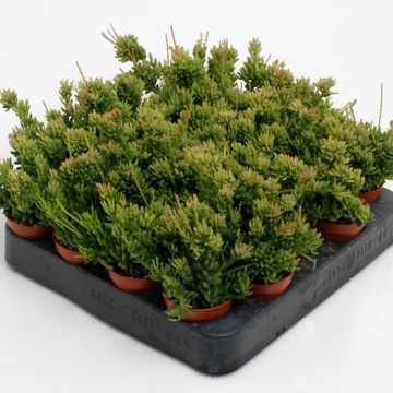 Rhipsalis mesembryanthemoides