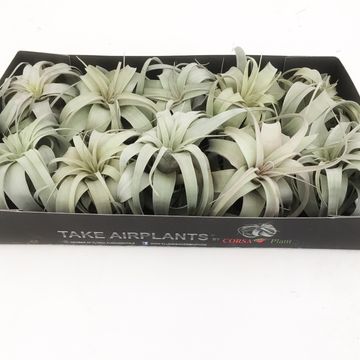 Tillandsia xerographica