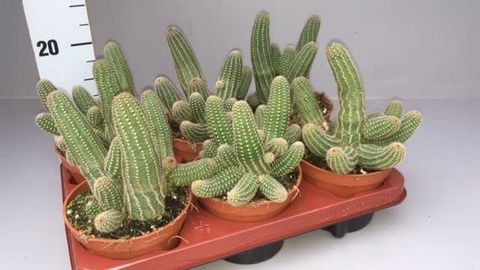 x Chamaelobivia 'Rose Quartz'