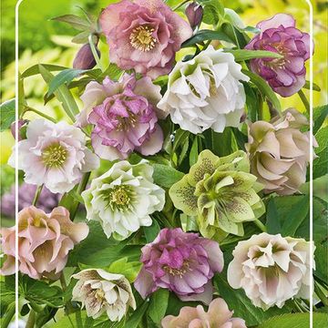 Helleborus orientalis MIX