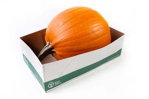 Cucurbita maxima 'Halloween'