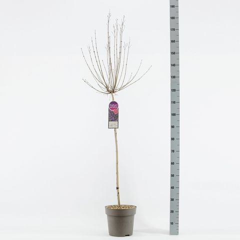 Syringa BLOOMERANG DARK PURPLE