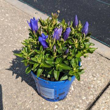 Gentiana scabra BELLA BLUE