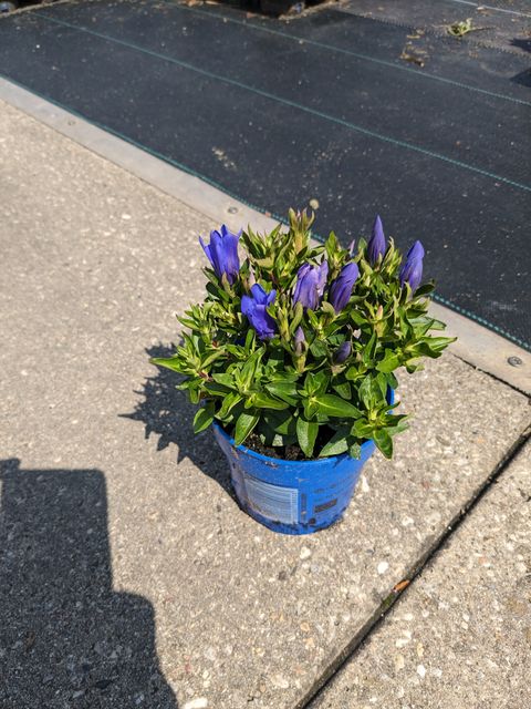 Gentiana scabra BELLA BLUE