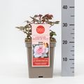 Rosa WHITER SHADE OF PALE