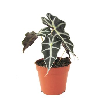 Alocasia 'Polly'