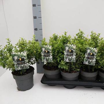 Euonymus fortunei 'Harlequin'