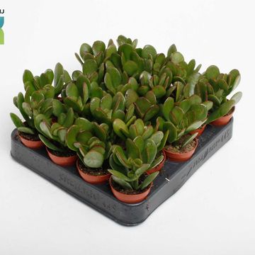 Crassula ovata
