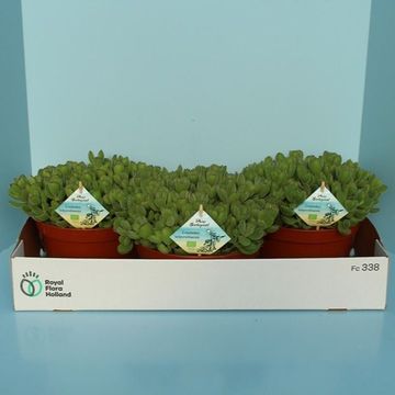 Cotyledon tomentosa ladismithiensis