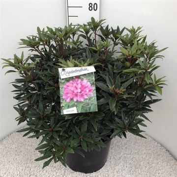 Rhododendron 'Graziella'