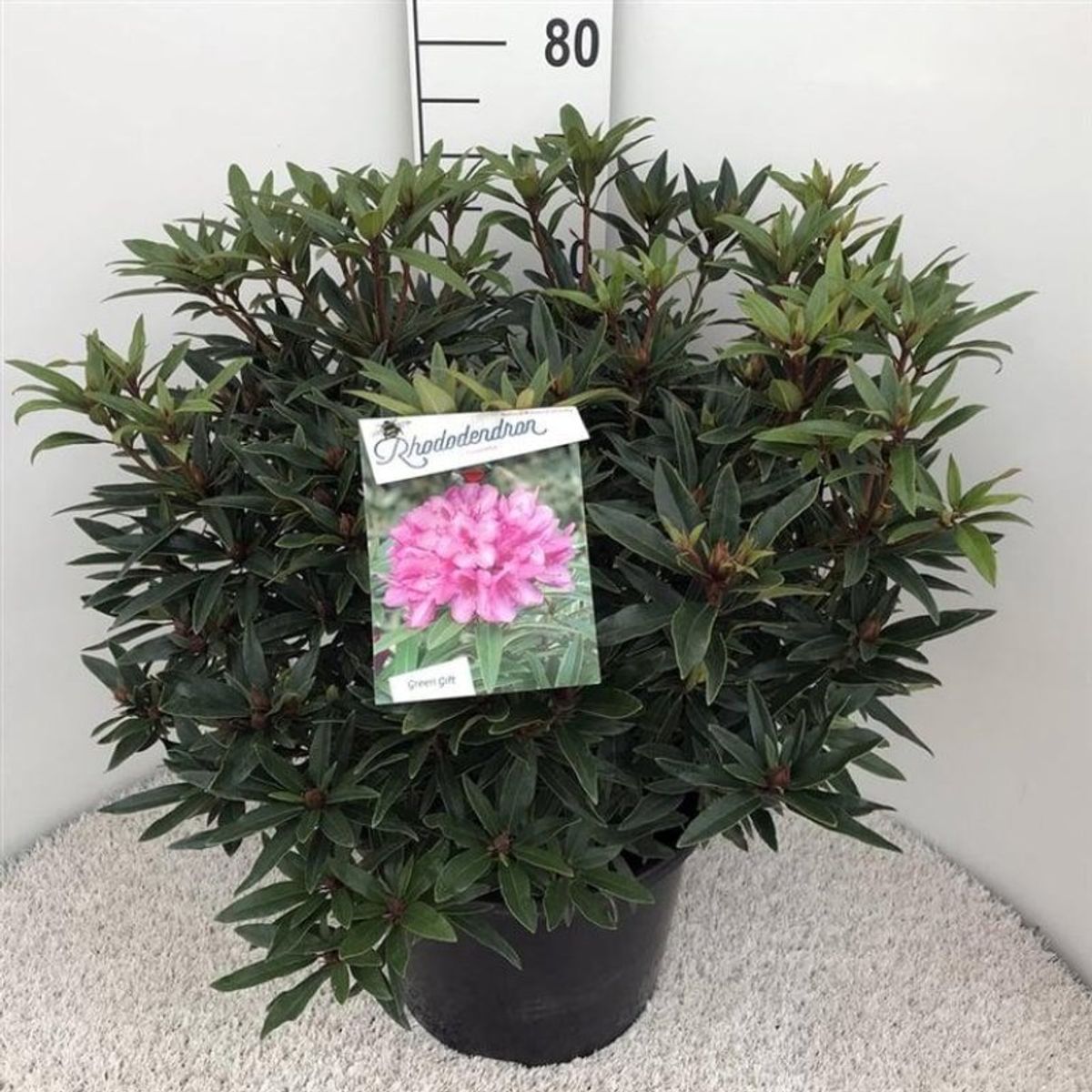 Rhododendron 'Graziella'  Plant Wholesale FlorAccess